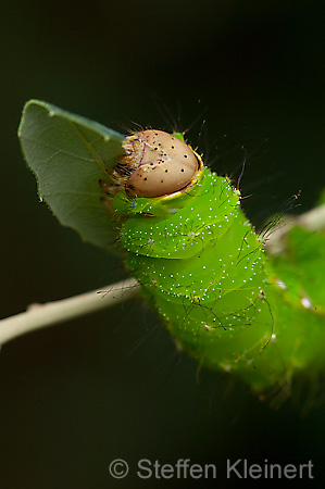 280 Eichen-Seidenspinner-Raupe - Anthrea pernyi